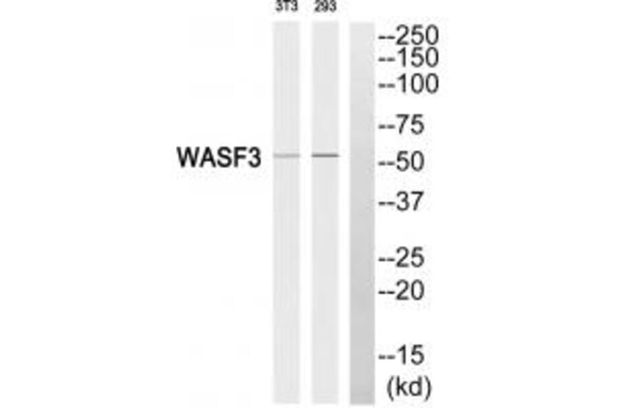 Western blot - WASF3 Antibody from Signalway Antibody (35148) - Antibodies.com