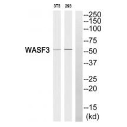 Western blot - WASF3 Antibody from Signalway Antibody (35148) - Antibodies.com