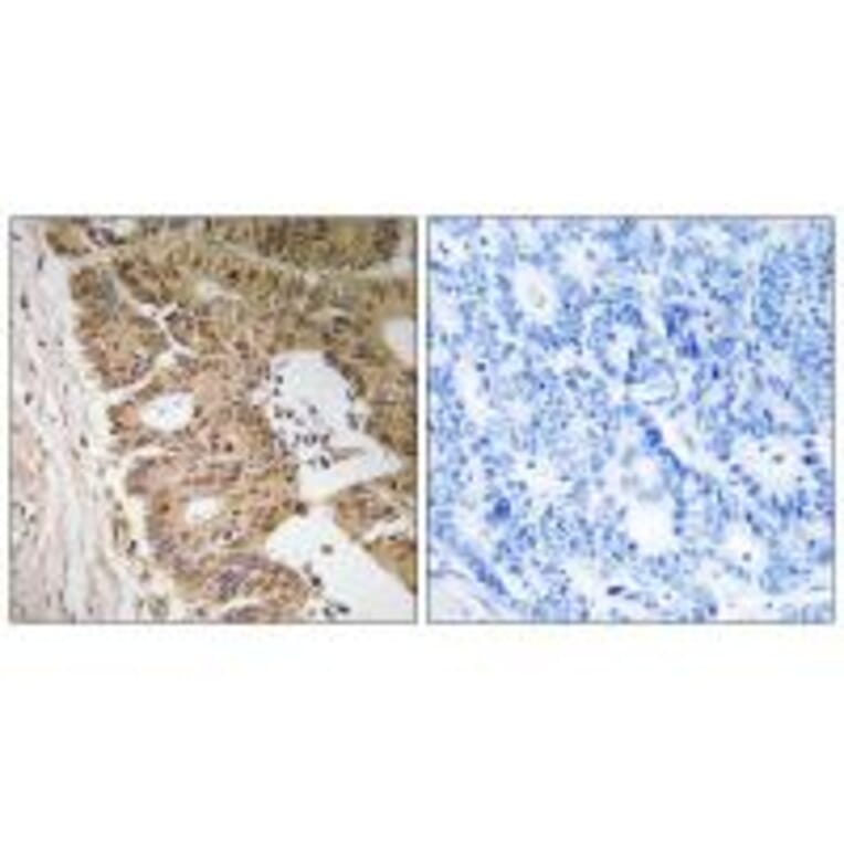 Immunohistochemistry - ZC3H8 Antibody from Signalway Antibody (35154) - Antibodies.com