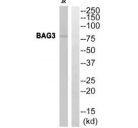 Western blot - BAG3 Antibody from Signalway Antibody (35276) - Antibodies.com