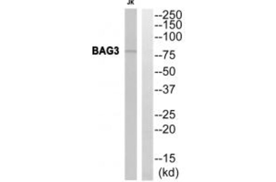 Western blot - BAG3 Antibody from Signalway Antibody (35276) - Antibodies.com