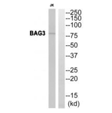 Western blot - BAG3 Antibody from Signalway Antibody (35276) - Antibodies.com