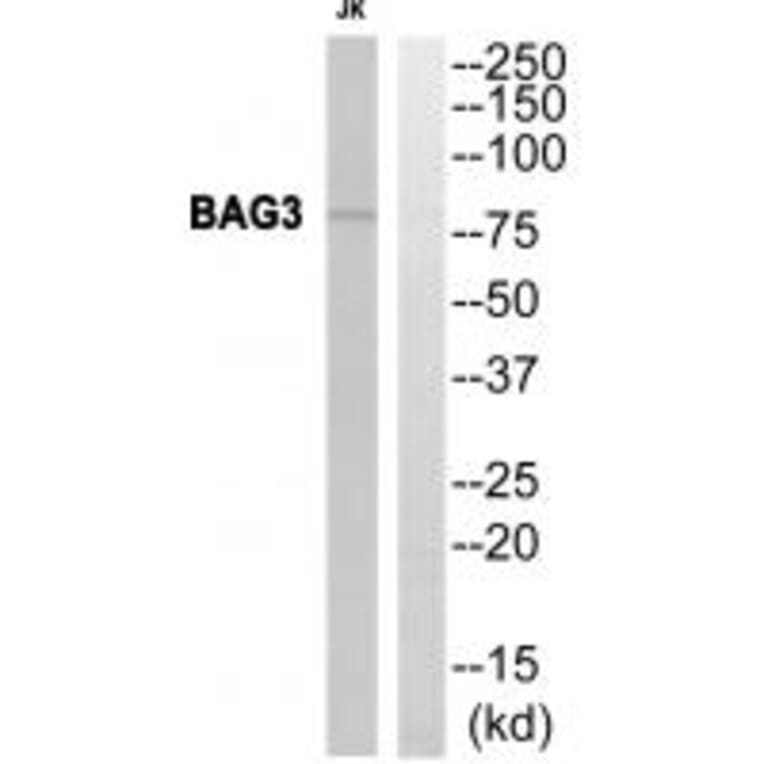 Western blot - BAG3 Antibody from Signalway Antibody (35276) - Antibodies.com