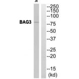 Western blot - BAG3 Antibody from Signalway Antibody (35276) - Antibodies.com