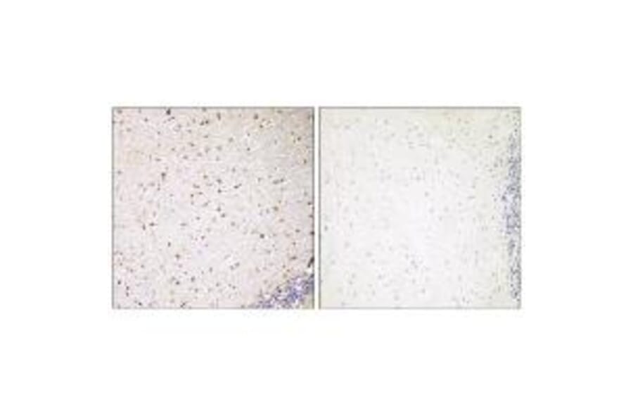 Immunohistochemistry - PAK7 Antibody from Signalway Antibody (35292) - Antibodies.com
