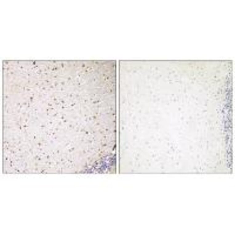 Immunohistochemistry - PAK7 Antibody from Signalway Antibody (35292) - Antibodies.com