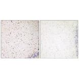 Immunohistochemistry - PAK7 Antibody from Signalway Antibody (35292) - Antibodies.com