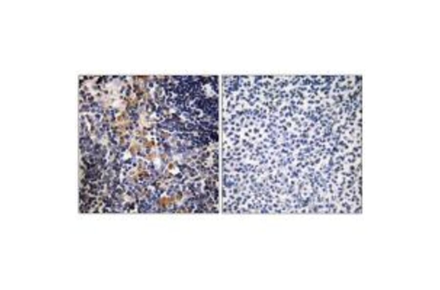 Immunohistochemistry - MCPH1 Antibody from Signalway Antibody (35323) - Antibodies.com
