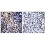 Immunohistochemistry - MCPH1 Antibody from Signalway Antibody (35323) - Antibodies.com