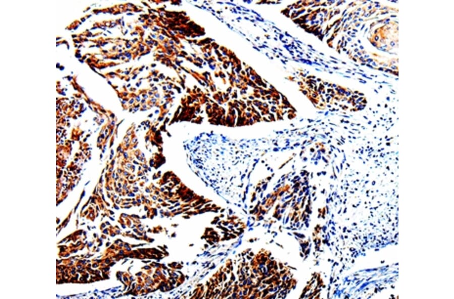 Immunohistochemistry - TUBB3 Antibody from Signalway Antibody (35539) - Antibodies.com