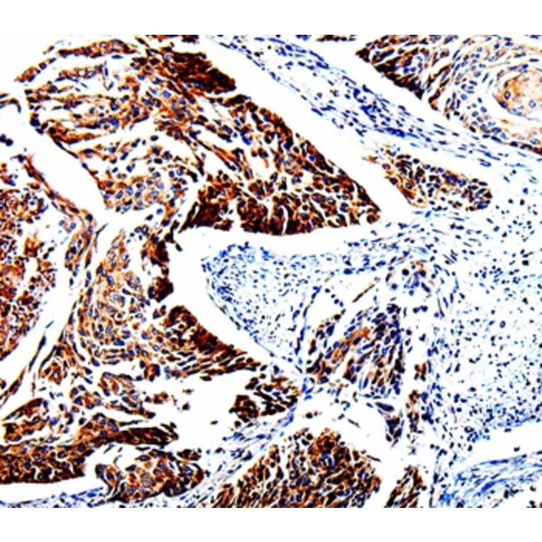 Immunohistochemistry - TUBB3 Antibody from Signalway Antibody (35539) - Antibodies.com