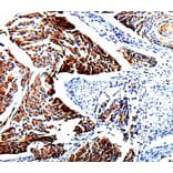 Immunohistochemistry - TUBB3 Antibody from Signalway Antibody (35539) - Antibodies.com