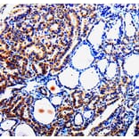 Immunohistochemistry - TUBB3 Antibody from Signalway Antibody (35539) - Antibodies.com