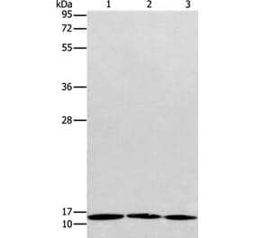 RPS27 Antibody from Signalway Antibody (35544) - Antibodies.com