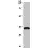 UPK3B Antibody from Signalway Antibody (35546) - Antibodies.com