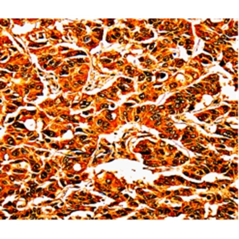 Immunohistochemistry - UPK3B Antibody from Signalway Antibody (35546) - Antibodies.com