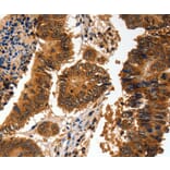 Immunohistochemistry - ADAP1 Antibody from Signalway Antibody (35561) - Antibodies.com