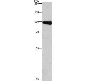 APLP1 Antibody from Signalway Antibody (35569) - Antibodies.com