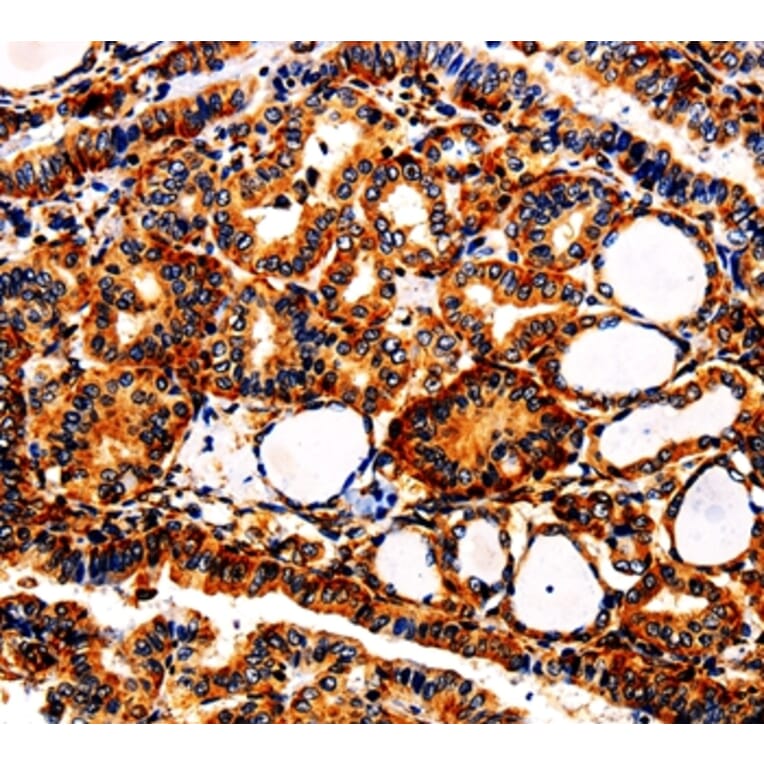 Immunohistochemistry - APLP1 Antibody from Signalway Antibody (35569) - Antibodies.com