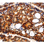 Immunohistochemistry - APLP1 Antibody from Signalway Antibody (35569) - Antibodies.com