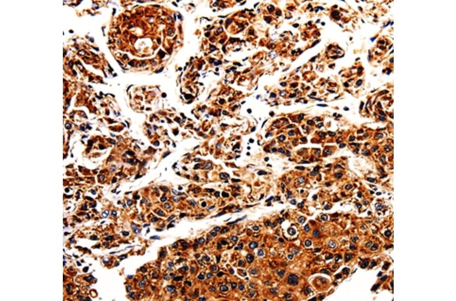 Immunohistochemistry - APLP1 Antibody from Signalway Antibody (35569) - Antibodies.com