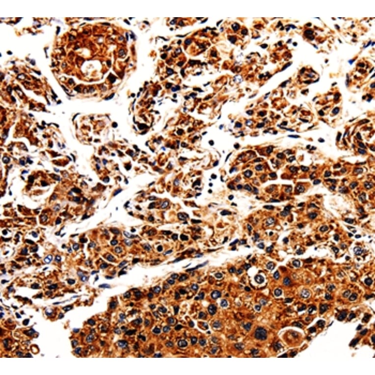 Immunohistochemistry - APLP1 Antibody from Signalway Antibody (35569) - Antibodies.com