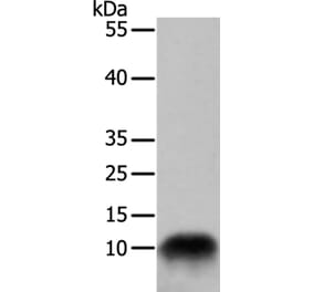 COX7B Antibody from Signalway Antibody (35581) - Antibodies.com