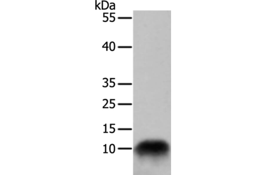 COX7B Antibody from Signalway Antibody (35581) - Antibodies.com