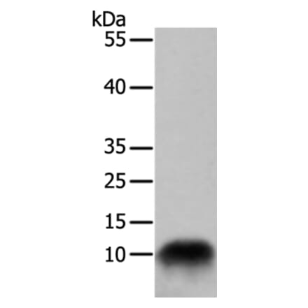 COX7B Antibody from Signalway Antibody (35581) - Antibodies.com