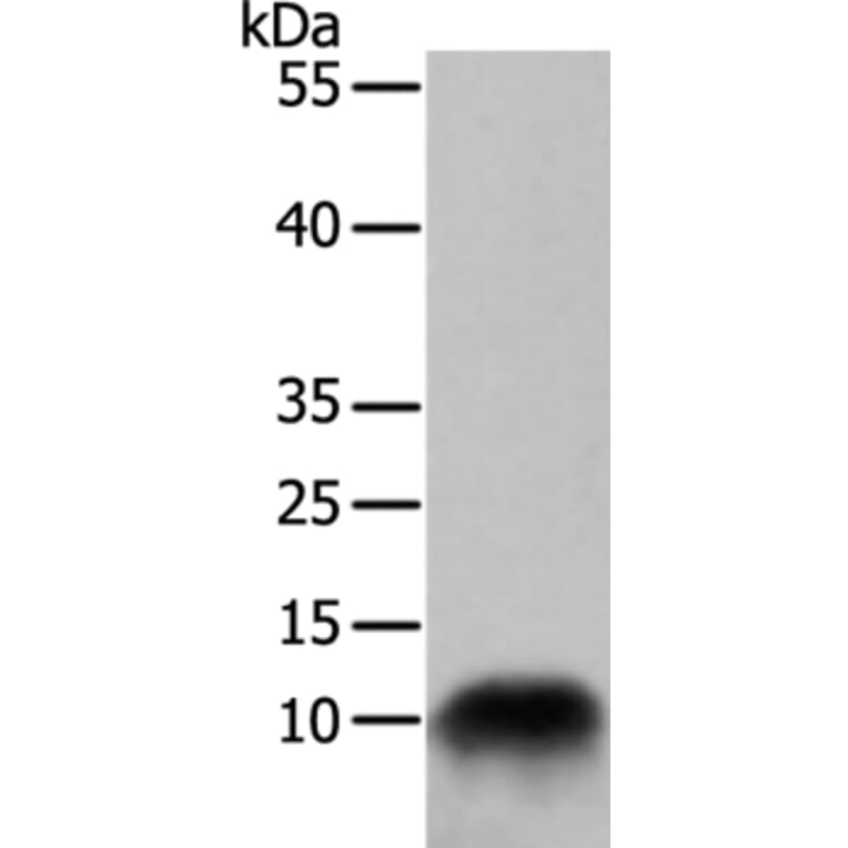 COX7B Antibody from Signalway Antibody (35581) - Antibodies.com