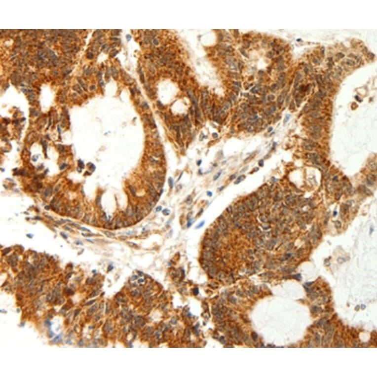 Immunohistochemistry - COX7B Antibody from Signalway Antibody (35581) - Antibodies.com