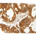 Immunohistochemistry - COX7B Antibody from Signalway Antibody (35581) - Antibodies.com