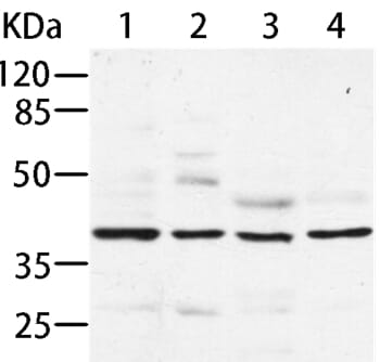 Gel: 8% SDS-PAGE Lysates (from left to right): Hela, HepG2, MCF-7 and HT-29 cell Amount of lysate: 40ug per lane Primary antibody: 1/200 dilution Secondary antibody dilution: 1/8000 Exposure time: 1 minute