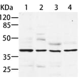 AIMP2 Antibody from Signalway Antibody (35586) - Antibodies.com