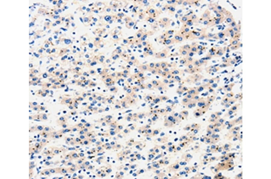 Immunohistochemistry - AIMP2 Antibody from Signalway Antibody (35586) - Antibodies.com