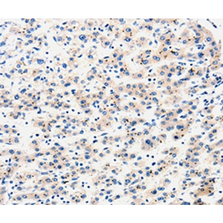 Immunohistochemistry - AIMP2 Antibody from Signalway Antibody (35586) - Antibodies.com