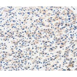 Immunohistochemistry - AIMP2 Antibody from Signalway Antibody (35586) - Antibodies.com