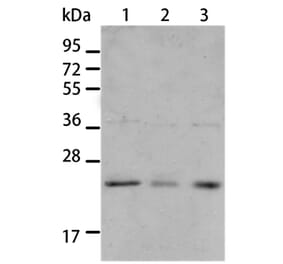 BNIP1 Antibody from Signalway Antibody (35597) - Antibodies.com