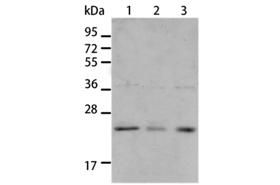 BNIP1 Antibody from Signalway Antibody (35597) - Antibodies.com