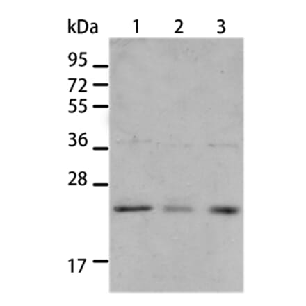 BNIP1 Antibody from Signalway Antibody (35597) - Antibodies.com