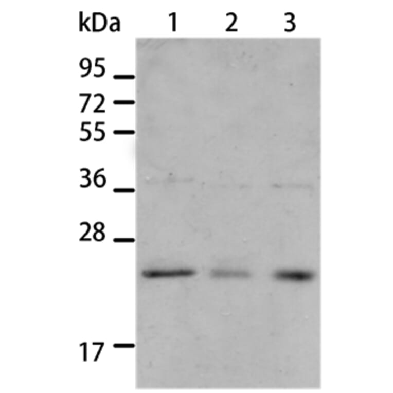 BNIP1 Antibody from Signalway Antibody (35597) - Antibodies.com