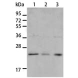 BNIP1 Antibody from Signalway Antibody (35597) - Antibodies.com