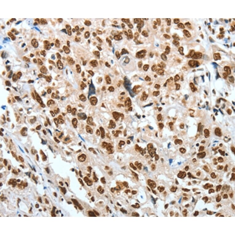 Immunohistochemistry - BNIP1 Antibody from Signalway Antibody (35597) - Antibodies.com