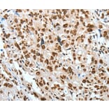 Immunohistochemistry - BNIP1 Antibody from Signalway Antibody (35597) - Antibodies.com
