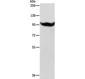 AARS2 Antibody from Signalway Antibody (35611) - Antibodies.com