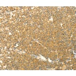 Immunohistochemistry - AARS2 Antibody from Signalway Antibody (35611) - Antibodies.com