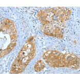 Immunohistochemistry - ANXA3 Antibody from Signalway Antibody (35619) - Antibodies.com