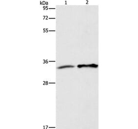 ANXA4 Antibody from Signalway Antibody (35620) - Antibodies.com