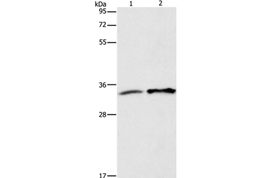 ANXA4 Antibody from Signalway Antibody (35620) - Antibodies.com