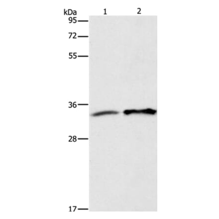 ANXA4 Antibody from Signalway Antibody (35620) - Antibodies.com